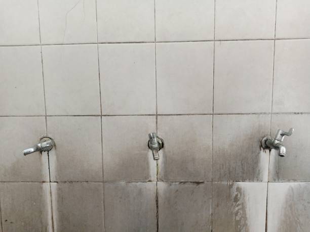 Best Basement water damage restoration  in Palm Shores, FL