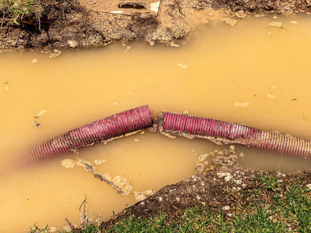 Best Flood damage cleanup  in Palm Shores, FL